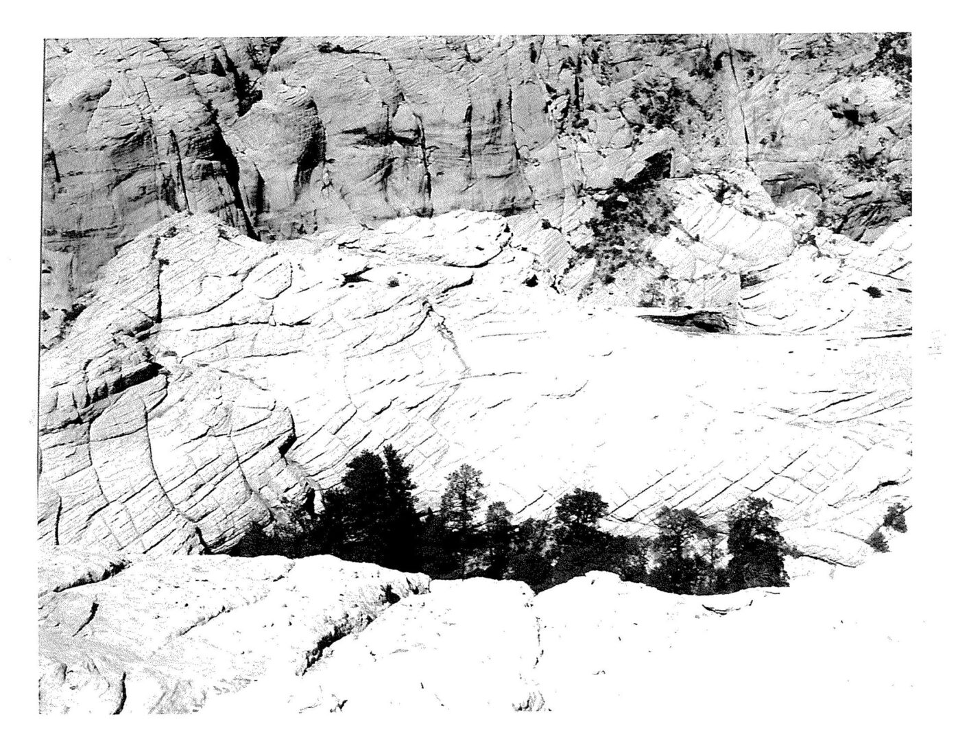 A black and white photo of trees in the middle of a mountain.