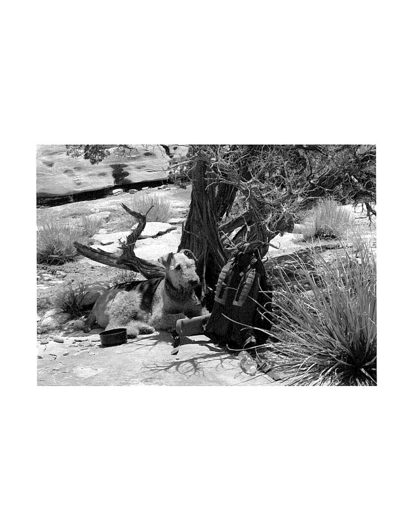 A black and white photo of an animal in the desert.