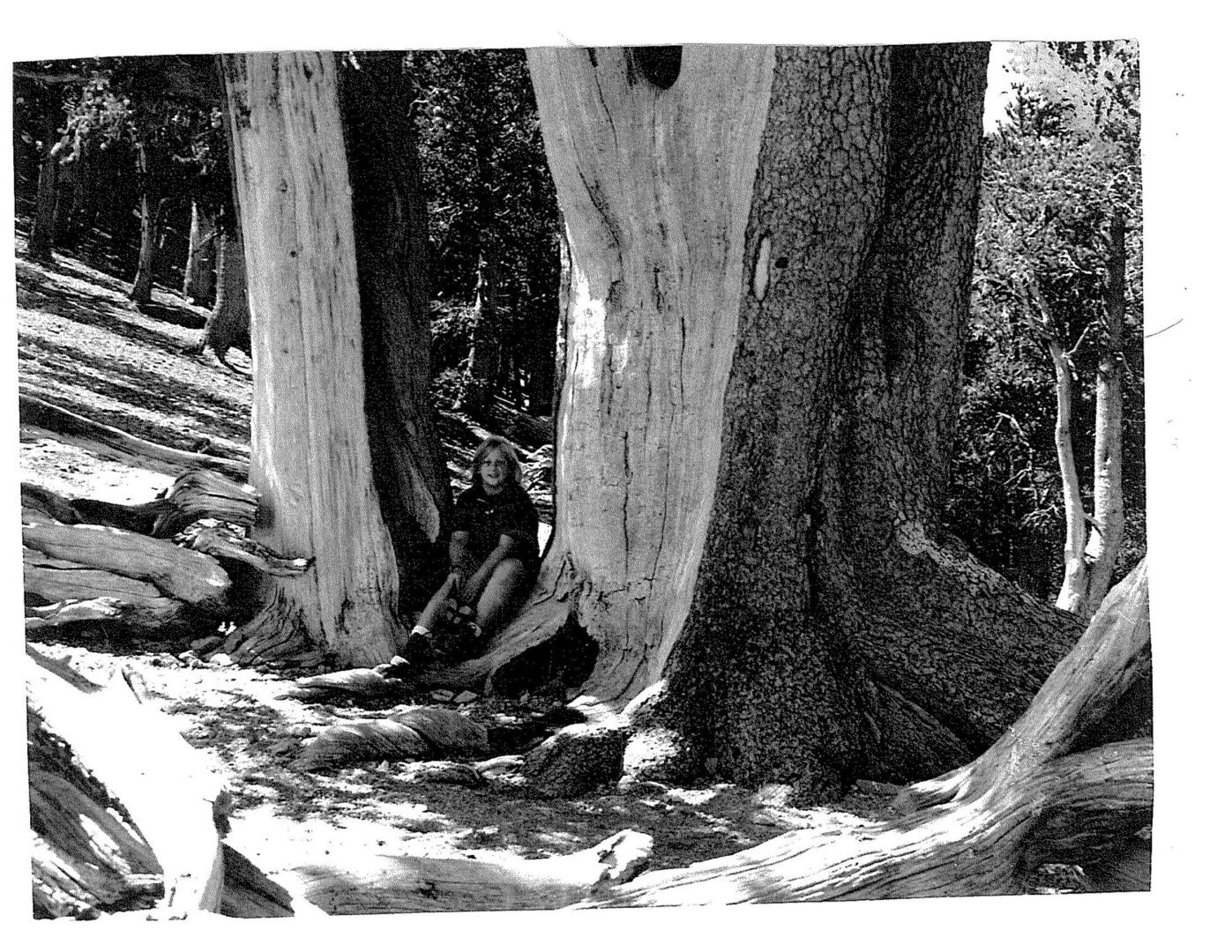 A black and white photo of trees in the forest.