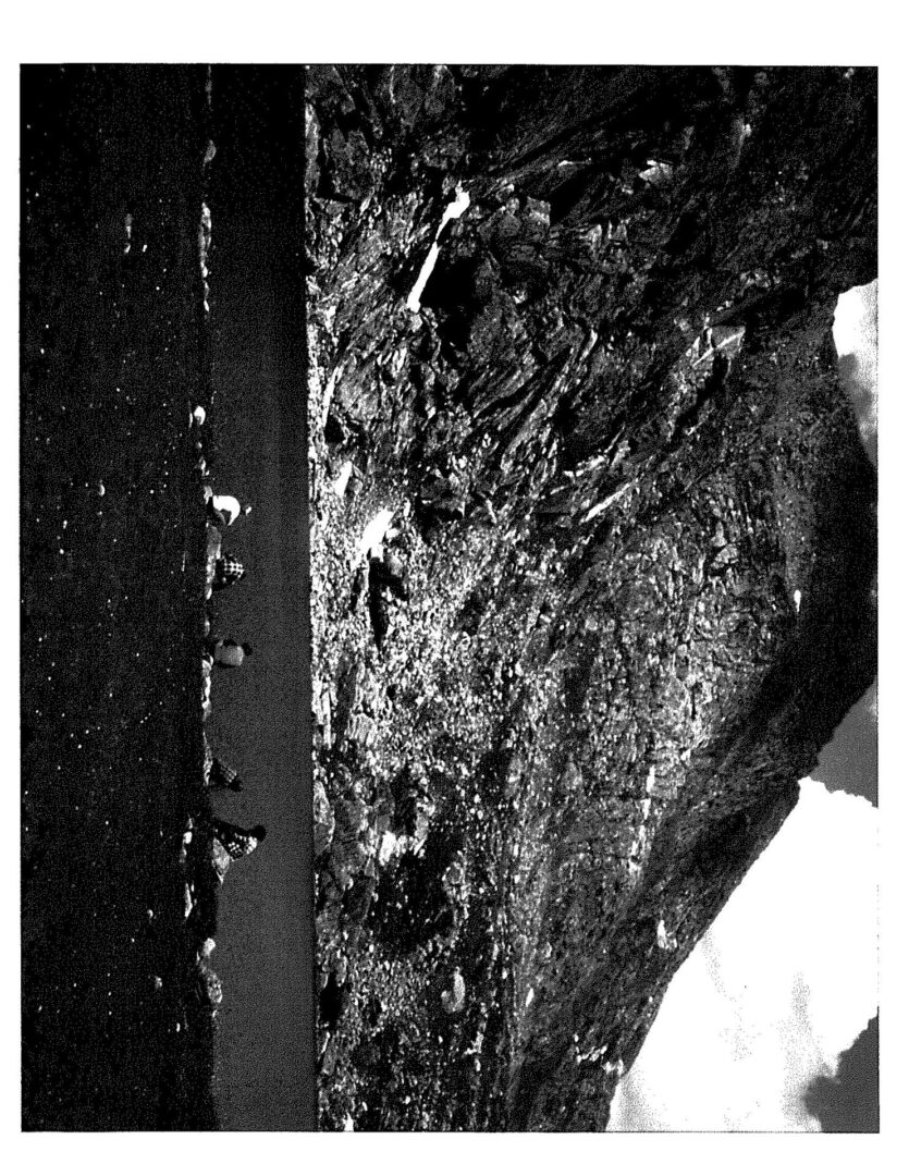 A black and white photo of a tree trunk.