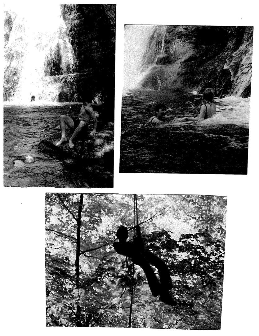 A black and white photo of trees with smoke coming from them.