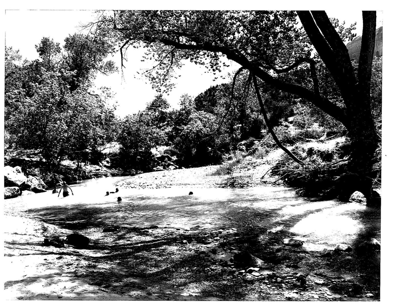 A black and white photo of trees, water and people.