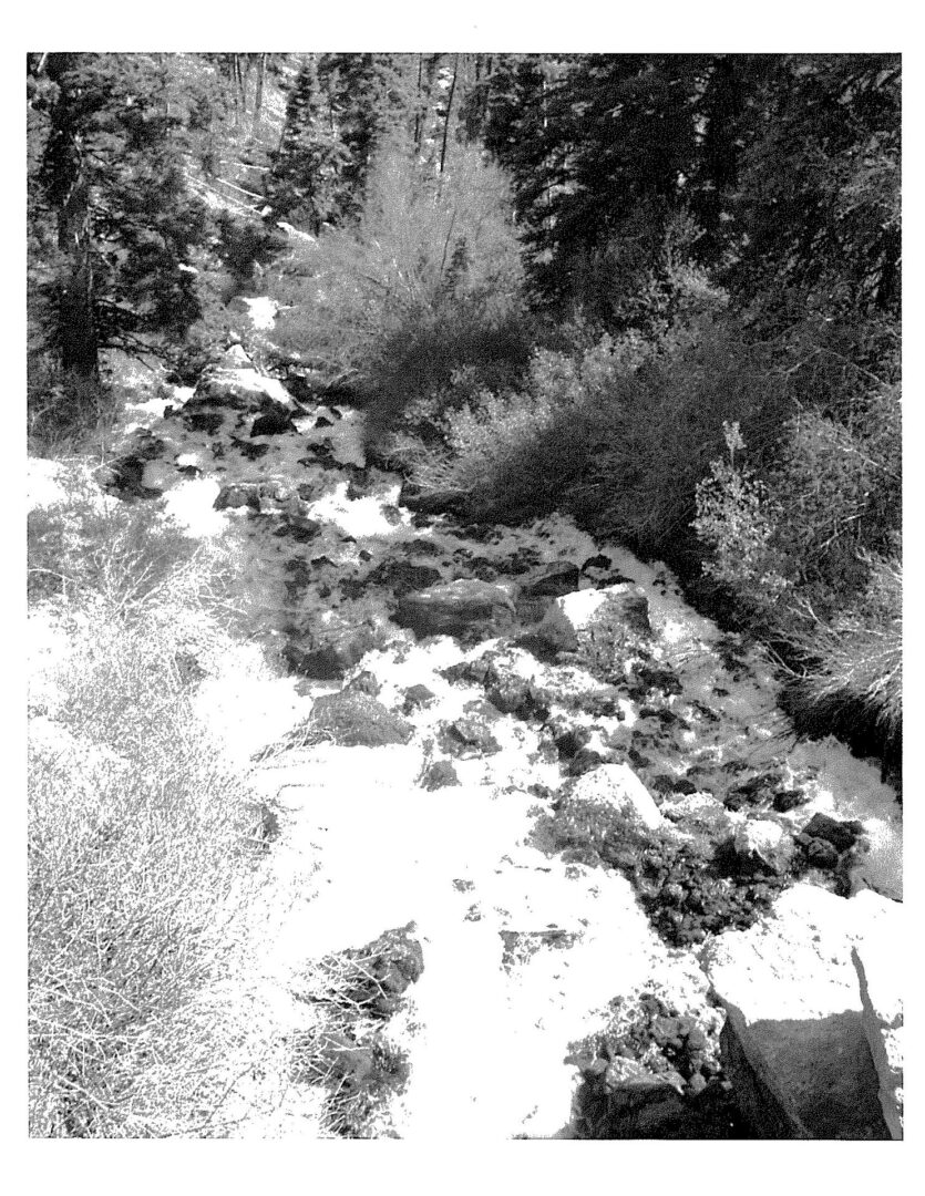 A black and white photo of trees in the snow.
