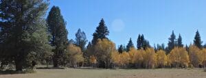 Trees with autumn leaves under clear sky.